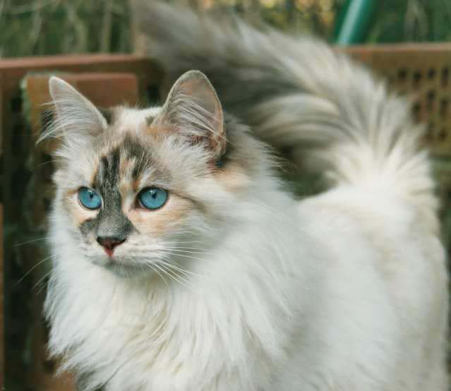 Коты сибирской породы - фото 18